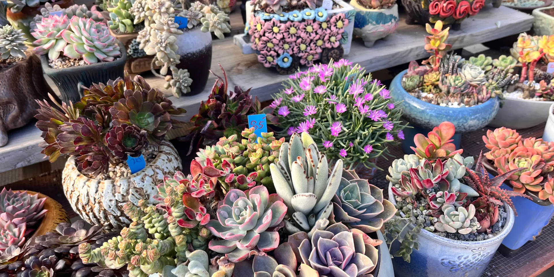 Colorful succulent display at Shuna Succulent House