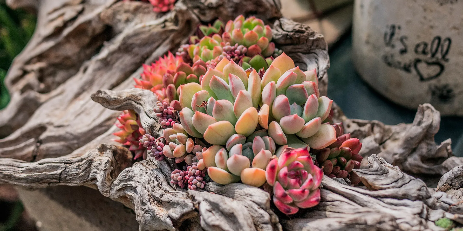 Succulents growing in a driftwood planter at Shuna Succulent House
