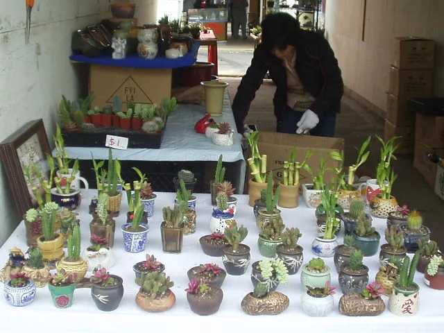 Inside Shuna Succulent House